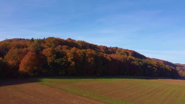 Drone flying over barren fields towards colorful autumn leaf tree forest on sunny day_1
