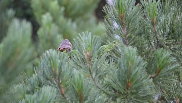Chick of black redstart on Swiss pine (Phoenicurus ochruros)