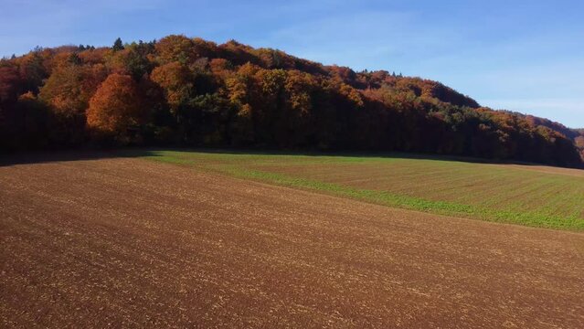 Drone flying over barren fields towards colorful autumn leaf tree forest on sunny day