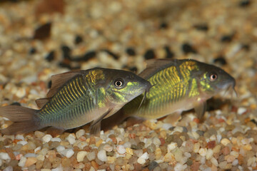 Fototapeta premium Smaragdpanzerwels (Corydoras splendens) Schwielenwels, Süsswasserfisch