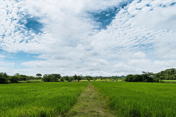 Rice growing in a cloudy day with a blue sky