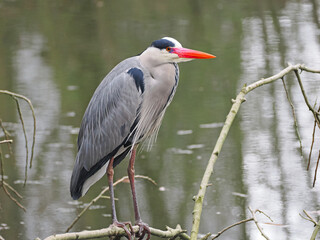 Silberreiher