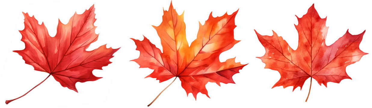Illustration of falling red leaves isolated on white background