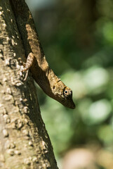 A lizard climbed on a tree