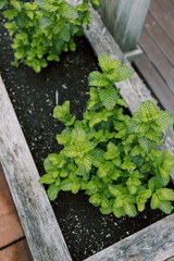 A freshly grown garden plants. 