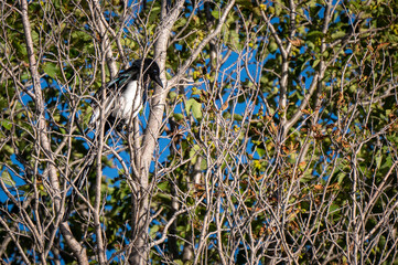magpie bird in tree
