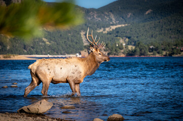 elk in the water