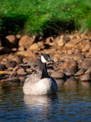 country goose swimming