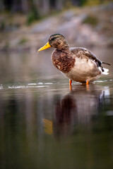 duck on the water