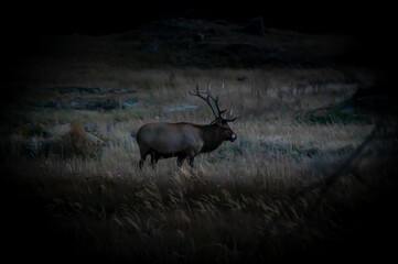 elk in the wild at night