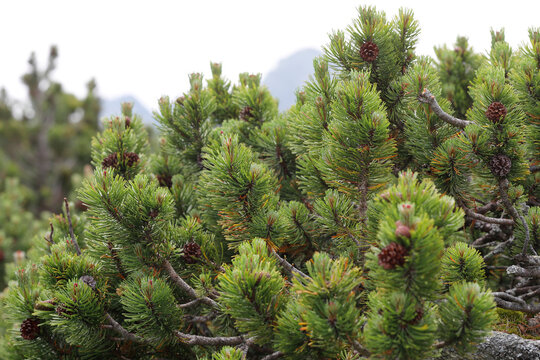 Bergkiefer (Pinus mugo) Latsche, Nadelgehölz in den Alpen