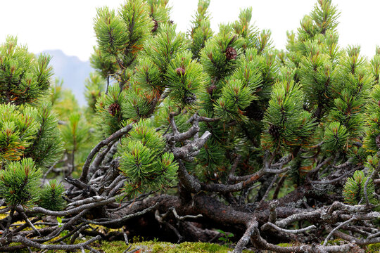 Bergkiefer (Pinus mugo) Latsche, Nadelgehölz in den Alpen