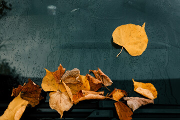 Yellow fallen leaves on a car window, beautiful picture