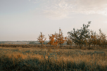 Rural autumn landscape, beautiful autumn picture
