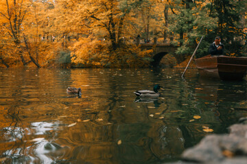 Obraz na płótnie Canvas Autumn landscape, ducks on the lake