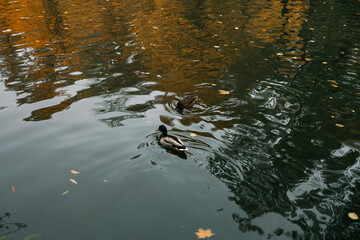 Autumn landscape, ducks on the lake