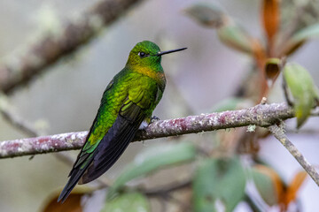 Colibries de Caldas, Colombia