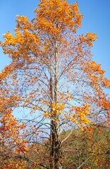 북한산 정릉 단풍