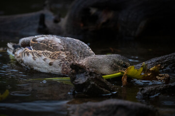 ducks in the water eating