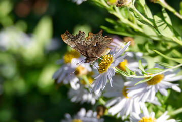Comma butterfly (Polygonia c-album) perched on a daisy in Zurich, Switzerland