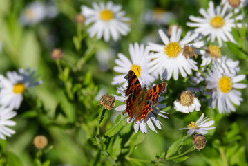 Fototapeta na wymiar Comma butterfly (Polygonia c-album) perched on a daisy in Zurich, Switzerland
