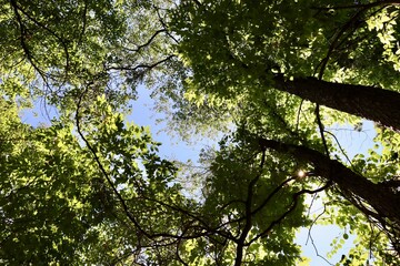 A view of the tall trees in the woods.