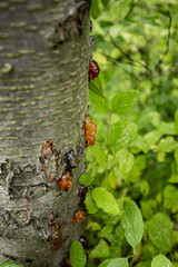resin leaking from the tree