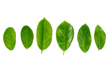 Obraz premium rose leaves PNG transparent