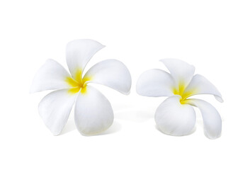 frangipani flower PNG transparent