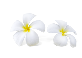frangipani flower PNG transparent