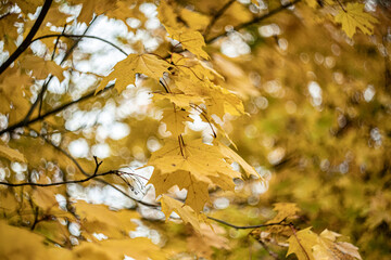 gold autumn leaves in the park