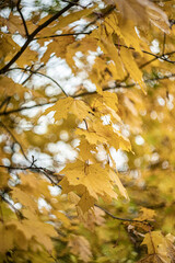 gold autumn leaves in the park