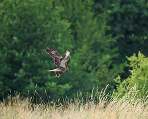 Fliegender Bussard