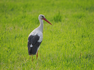 Storch auf der grünen Wiese,  Obersee Bielefeld