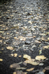 gray autumn leaves in the mud