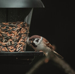 Naklejka premium Feldsperling