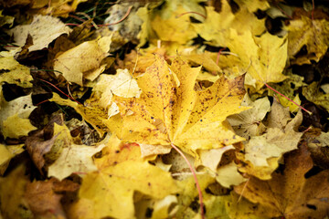 GOLD AUTUMN LEAVES