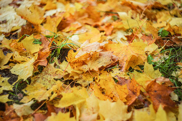 GOLD AUTUMN LEAVES