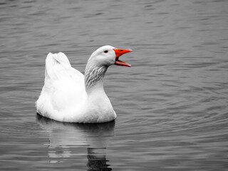 Weiße Gans auf dem Wasser,  Obersee Bielefeld