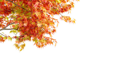 Autumn leaves on white background	

