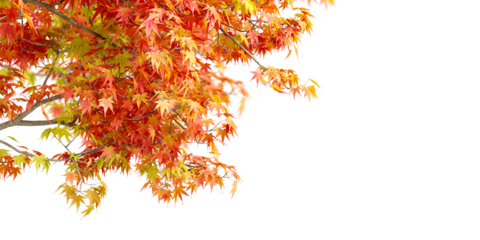 Autumn leaves on white background	

