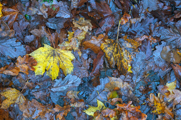 autumn leaves on the ground