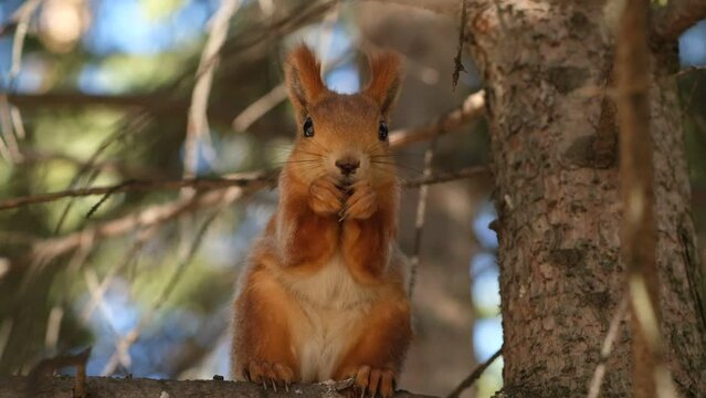 A beautiful red squirrel eats nuts in the forest. A squirrel with a fluffy tail sits and eats nuts close-up. Slow motion video