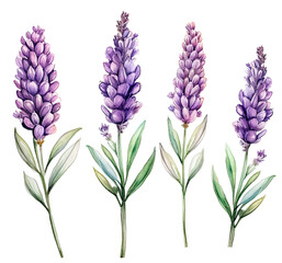 watercolor drawing, lavender flowers. realistic illustration in vintage style