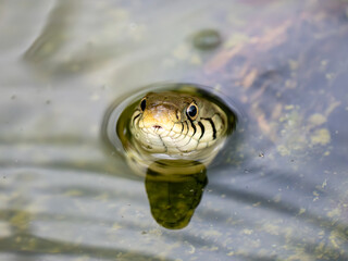 Grass Snake