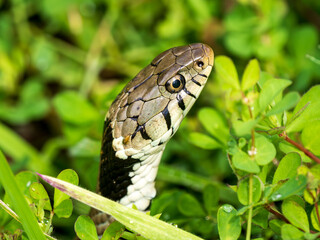 Grass Snake