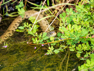 Grass Snake