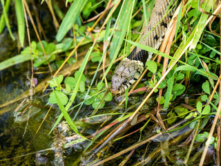 Grass Snake