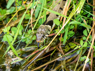 Grass Snake