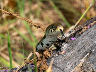 Close-up of Otter in the Grass